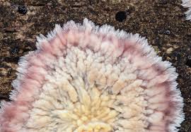 Attēlu rezultāti vaicājumam “Phlebia centrifuga”