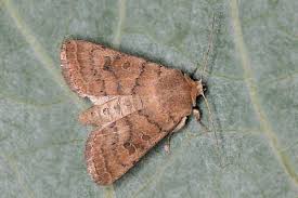 Attēlu rezultāti vaicājumam “Hoplodrina octogenaria”