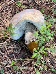 Attēlu rezultāti vaicājumam “Hypomyces chrysospermus”