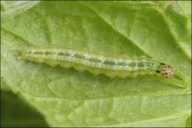 Attēlu rezultāti vaicājumam “Udea fulvalis”