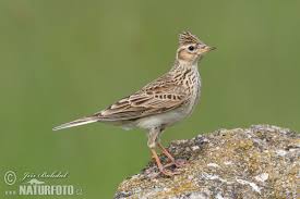 Attēlu rezultāti vaicājumam “Alauda arvensis”