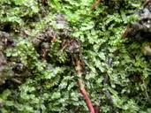 Attēlu rezultāti vaicājumam “Chiloscyphus polyanthos”