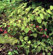 Attēlu rezultāti vaicājumam “Epimedium alpinum”