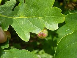 Attēlu rezultāti vaicājumam “Neuroterus quercusbaccarum”