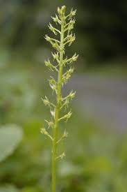 Attēlu rezultāti vaicājumam “Malaxis monophyllos leaf”