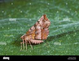 Attēlu rezultāti vaicājumam “Selenia tetralunaria”