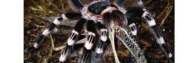 Znalezione obrazy dla zapytania geniculata