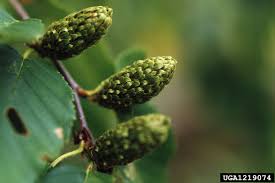 Attēlu rezultāti vaicājumam “Betula alleghaniensis fruit”