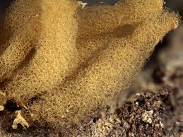 Attēlu rezultāti vaicājumam “Heterotrichia obvelata (syn. Arcyria obvelata)”