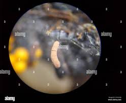 Attēlu rezultāti vaicājumam “Stemonitopsis hyperopta”