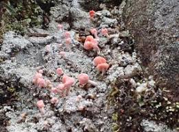 Attēlu rezultāti vaicājumam “Dibaeis baeomyces”