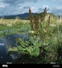 Attēlu rezultāti vaicājumam “Rumex aquaticus bud”