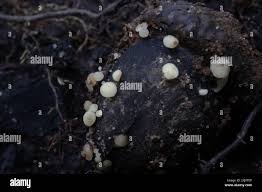 Attēlu rezultāti vaicājumam “Hymenoscyphus fructigenus”