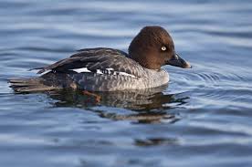 Attēlu rezultāti vaicājumam “Bucephala clangula”