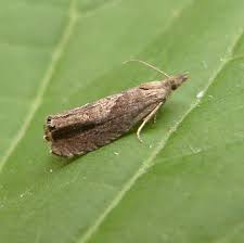 Attēlu rezultāti vaicājumam “Dichrorampha simpliciana”