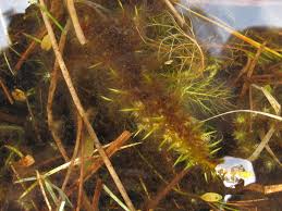 Attēlu rezultāti vaicājumam “Barbilophozia kunzeana”