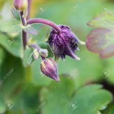 Attēlu rezultāti vaicājumam “Aquilegia vulgaris bud”
