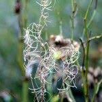 Attēlu rezultāti vaicājumam “Trichophorum alpinum fruit”