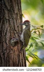 Attēlu rezultāti vaicājumam “Picus viridis nest”