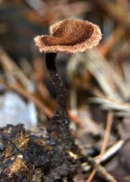 Attēlu rezultāti vaicājumam “Auriscalpium vulgare”