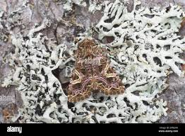 Attēlu rezultāti vaicājumam “Hadena rivularis”