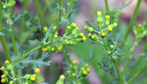 Attēlu rezultāti vaicājumam “Senecio vulgaris”