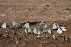 Attēlu rezultāti vaicājumam “Aporia crataegi upperside”