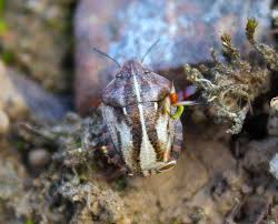 Attēlu rezultāti vaicājumam “Eurygaster testudinaria nymph”