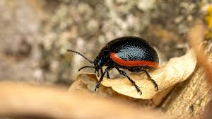 Attēlu rezultāti vaicājumam “Chrysolina sanguinolenta”