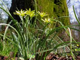 Attēlu rezultāti vaicājumam “Gagea pratensis”