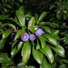 Attēlu rezultāti vaicājumam “Prunus domestica subsp. domestica”