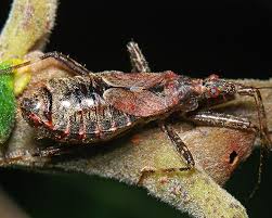 Attēlu rezultāti vaicājumam “Himacerus apterus”