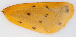 Attēlu rezultāti vaicājumam “Setina irrorella”