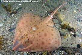 Image result for Rostroraja eglanteria