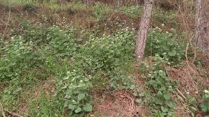 Image result for Alliaria petiolata