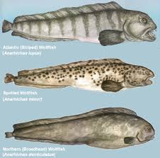 Image result for Anarhichas denticulatus
