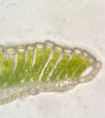 Attēlu rezultāti vaicājumam “Pogonatum dentatum”