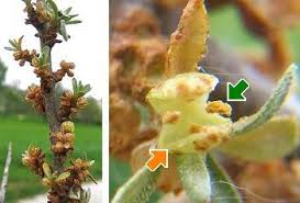 Attēlu rezultāti vaicājumam “Hippophae rhamnoides female flower”