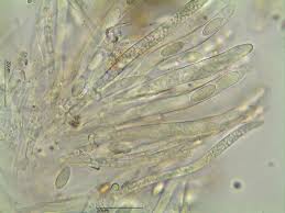 Attēlu rezultāti vaicājumam “Hymenoscyphus imberbis”