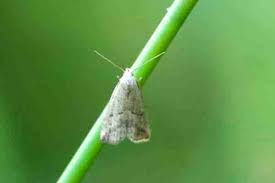 Attēlu rezultāti vaicājumam “Hypenodes humidalis”