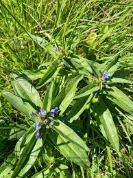Attēlu rezultāti vaicājumam “Gentiana cruciata”