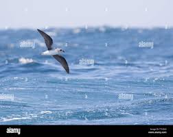 Image result for Pterodroma feae