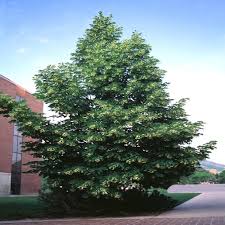 Attēlu rezultāti vaicājumam “Tilia americana”