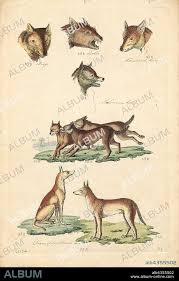 Attēlu rezultāti vaicājumam “Canis lupus familiaris”