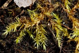 Attēlu rezultāti vaicājumam “Drepanocladus polygamus”