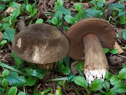 Attēlu rezultāti vaicājumam “Porphyrellus porphyrosporus”