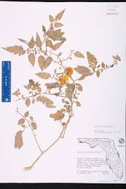 Attēlu rezultāti vaicājumam “Lycopersicon esculentum leaf”