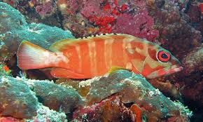 Image result for Epinephelus costae