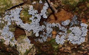 Attēlu rezultāti vaicājumam “Physaraceae”