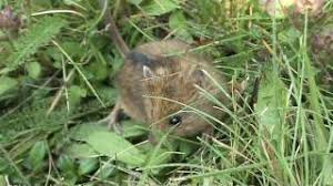 Attēlu rezultāti vaicājumam “Sicista betulina”